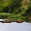Коровы в воде