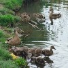 Семейная драма уток на пруду в Северном жилом массиве