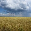Июнь над полем пшеницы