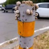 Улитки в летней спячке