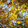 Листья липы после сухого лета
