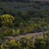 Осень в Бородиновском лесу