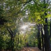 Старые липы в парке Островского