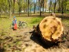 Старый тополь в парке им. Н.Островского