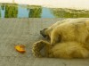 Белый медведь в ростовском зоопарке