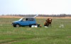 Дойка