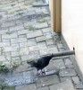 Жара