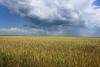 Июнь над полем пшеницы