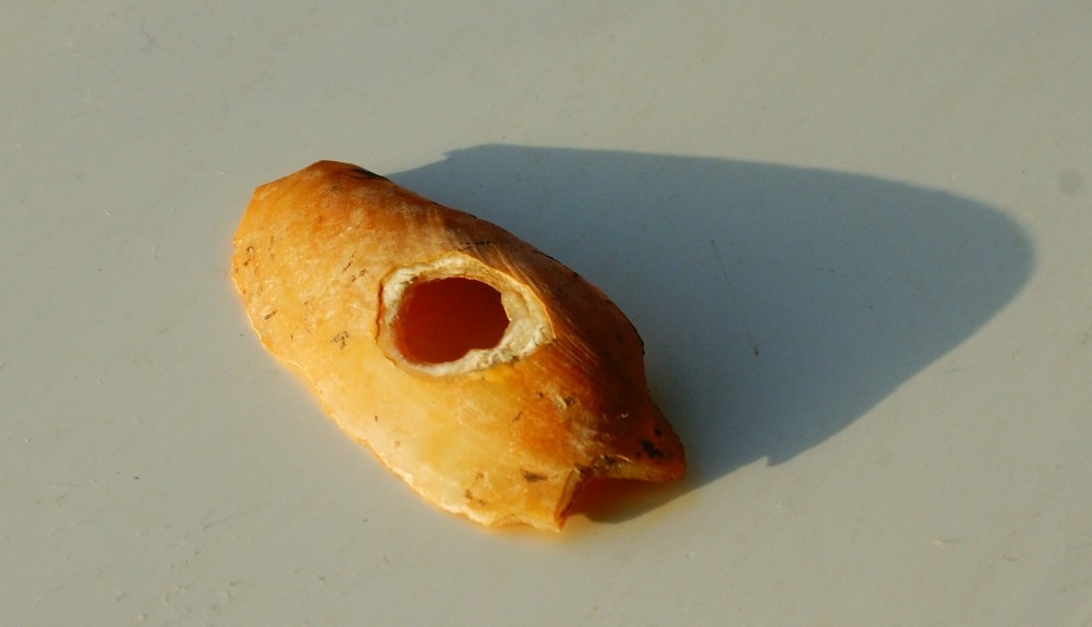 Остров Поречный на Дону у станицы Раздорской. Здесь находится одно из самых известных поселений людей каменного века на нижнем Дону. Раковина из ожерелья красавицы каменного века Остров Поречный на Дону у станицы Раздорской. Здесь находится одно из самых известных поселений людей каменного века на нижнем Дону. Раковина из ожерелья красавицы каменного века