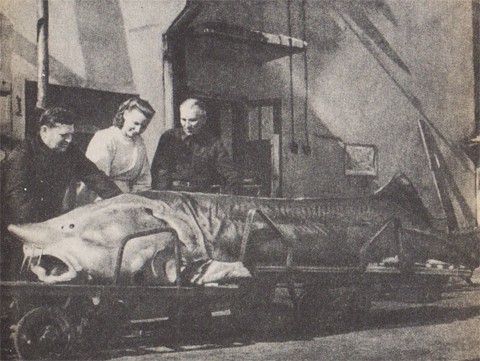 Промышленность Дона Ростовский холодильник Промышленность Дона Ростовский холодильник