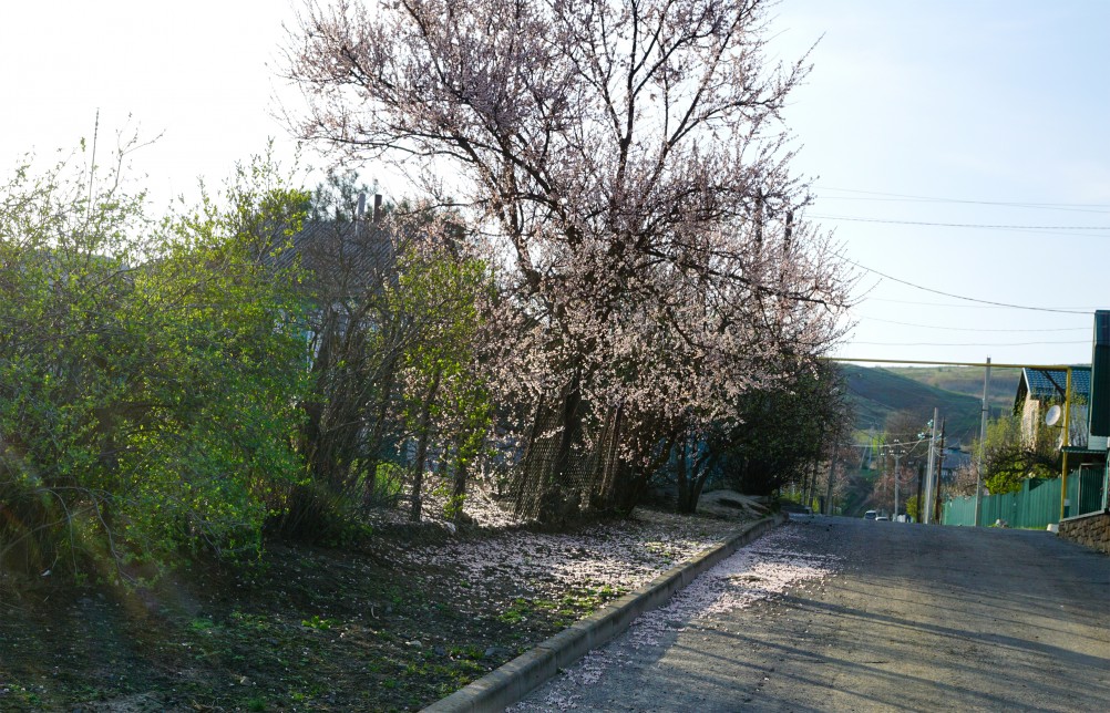 Весна на Раздорских склонах и в станице Раздорской
