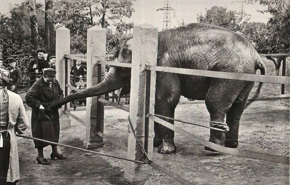 Слониха Меланья в ростовском зоопарке