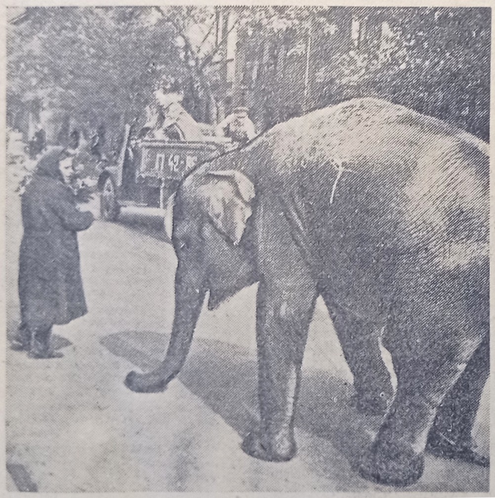 Слониха Меланья в ростовском зоопарке